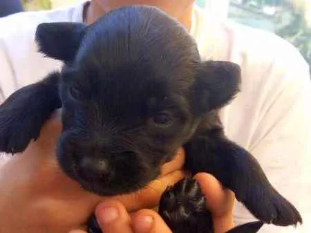 Cachorro ra a Vira-lata idade Abaixo de 2 meses nome Sem Nome