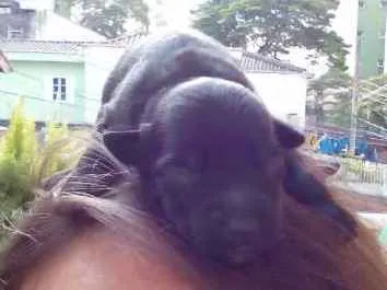 Cachorro ra a Vira-lata idade Abaixo de 2 meses nome Sem Nome