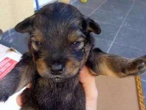 Cachorro raça Vira-lata idade Abaixo de 2 meses nome Sem Nome