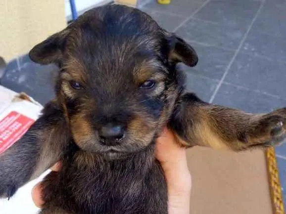 Cachorro ra a Vira-lata idade Abaixo de 2 meses nome Sem Nome