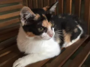Gato raça Raça própria  idade 2 a 6 meses nome Quitéria
