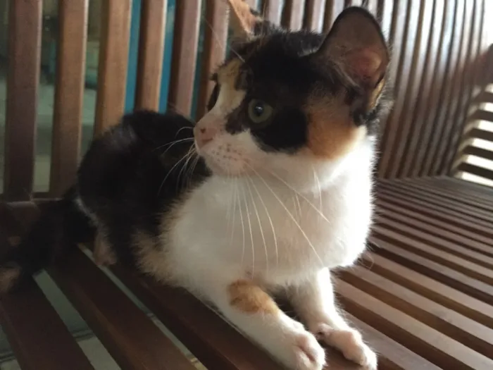 Gato ra a Raça própria  idade 2 a 6 meses nome Quitéria