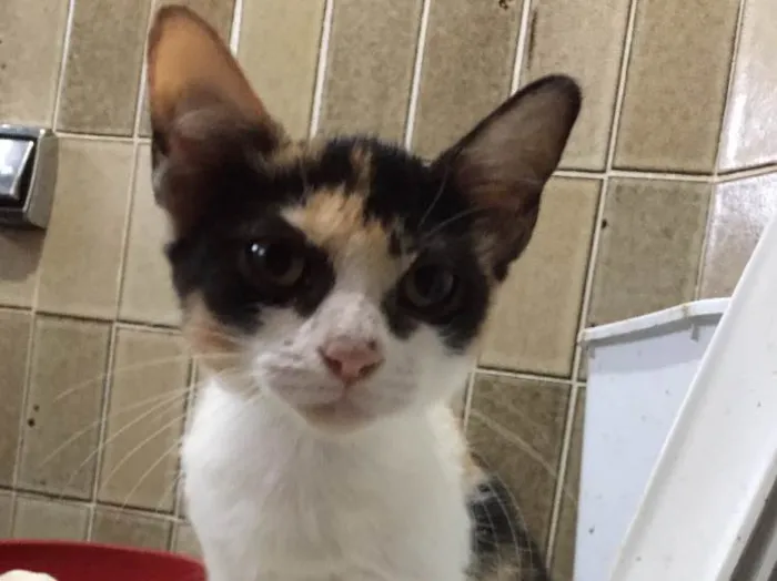 Gato ra a Raça própria  idade 2 a 6 meses nome Quitéria