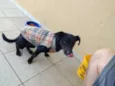 Bebe