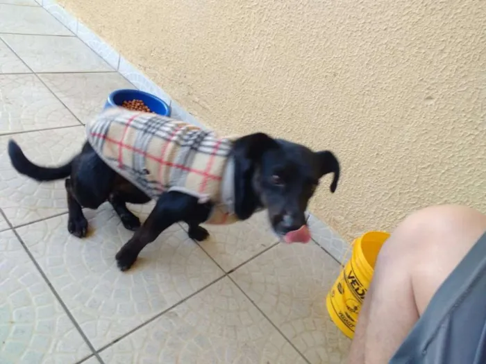 Cachorro ra a SRD idade  nome Bebe