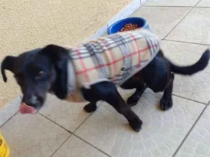 Cachorro raça SRD idade  nome Bebe