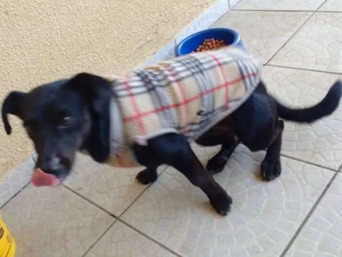 Cachorro ra a SRD idade  nome Bebe