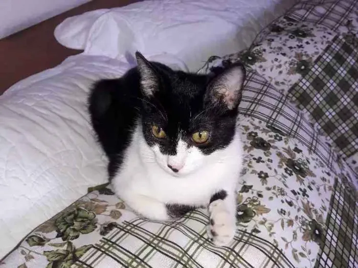 Gato ra a SRD idade 2 a 6 meses nome Kisy