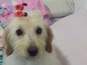 Cachorro raça Sdr idade 2 anos nome Maya