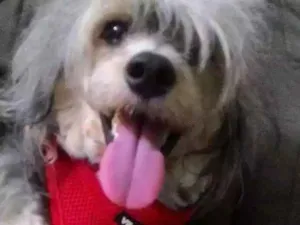 Cachorro raça Cão cristã chinês PELUDO idade 2 anos nome Leonardo