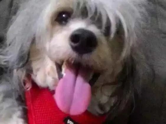 Cachorro ra a Cão cristã chinês PELUDO idade 2 anos nome Leonardo