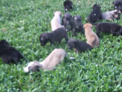 Cachorro raça indefinido idade Abaixo de 2 meses nome indefinido