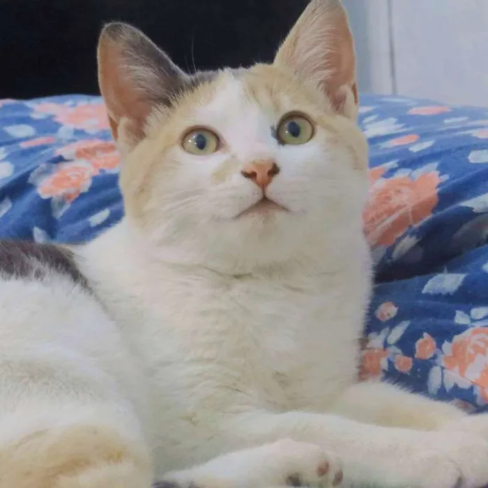 Gato ra a  SEM RAÇA idade 2 a 6 meses nome sem nome