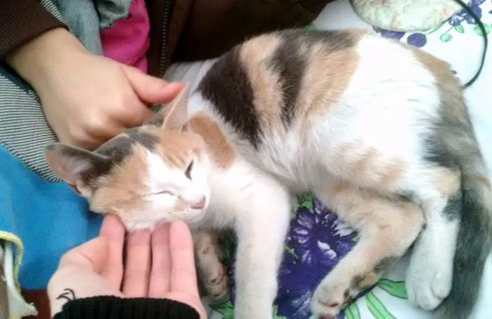 Gato ra a  SEM RAÇA idade 2 a 6 meses nome sem nome