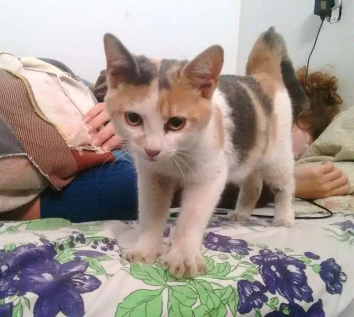 Gato ra a  SEM RAÇA idade 2 a 6 meses nome sem nome