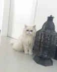 Olaf 