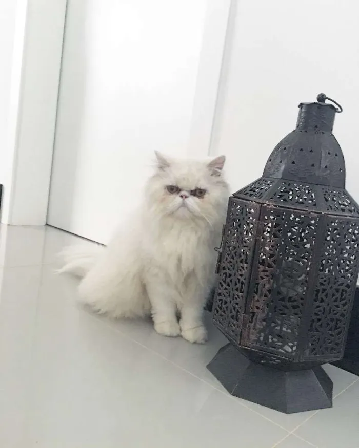 Gato ra a Persa  idade 1 ano nome Olaf 