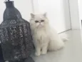 Olaf 