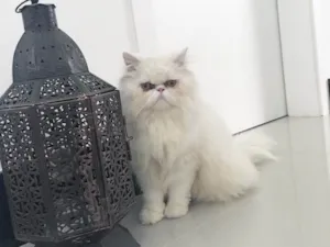 Gato raça Persa  idade 1 ano nome Olaf 
