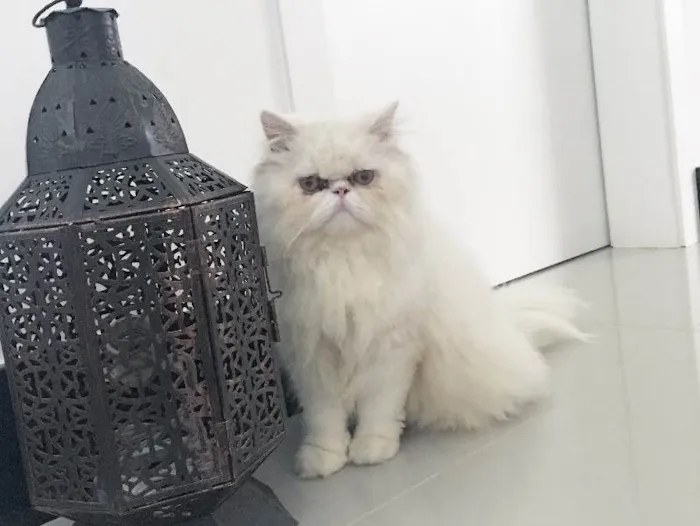 Gato ra a Persa  idade 1 ano nome Olaf 