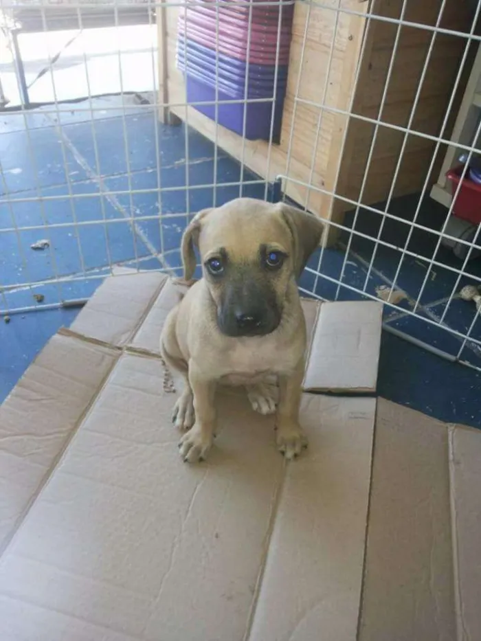 Cachorro ra a SRD idade Abaixo de 2 meses nome Kiara