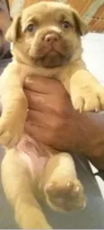 Indefinido