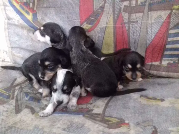 Cachorro ra a Vira lata idade Abaixo de 2 meses nome *