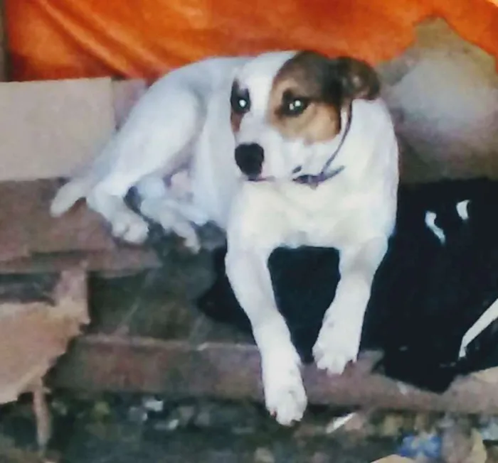 Cachorro ra a mista idade 1 ano nome Marley