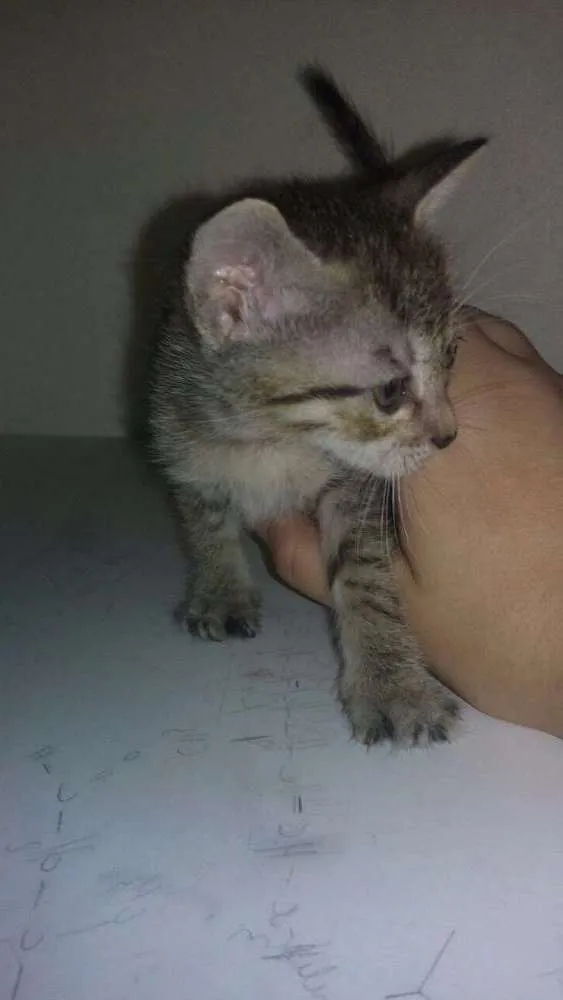 Gato raça  idade Abaixo de 2 meses nome Sem nome 