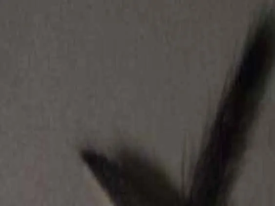 Gato raça  idade Abaixo de 2 meses nome Sem nome 