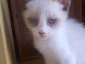 Gato raça SRD idade 2 a 6 meses nome Sem nome