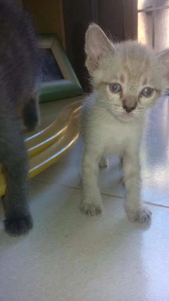 Gato raça SRD idade Abaixo de 2 meses nome Sem nome 