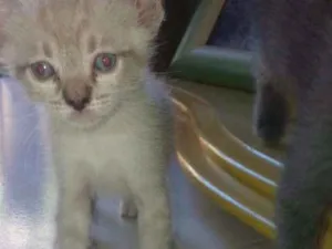Gato raça SRD idade Abaixo de 2 meses nome Sem nome 
