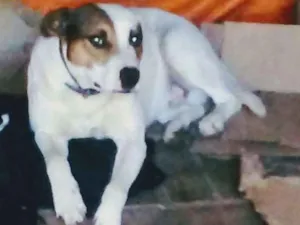 Cachorro raça mista idade 1 ano nome Marley