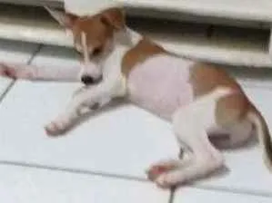 Cachorro raça SRD idade 2 a 6 meses nome Thor