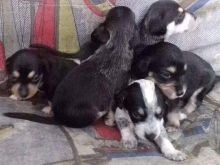 Cachorro ra a Vira lata idade Abaixo de 2 meses nome *