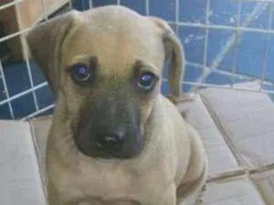 Cachorro raça SRD idade Abaixo de 2 meses nome Kiara
