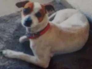 Cachorro raça Fox paulistinha com vira-lata idade 3 anos nome Bob