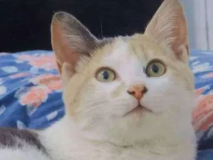 Gato raça  SEM RAÇA idade 2 a 6 meses nome sem nome