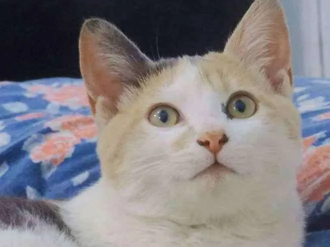 Gato ra a  SEM RAÇA idade 2 a 6 meses nome sem nome