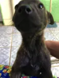 Pipoca