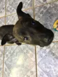 Pipoca