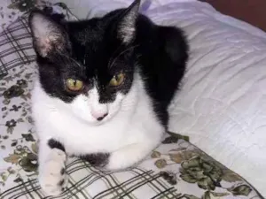 Gato raça SRD idade 2 a 6 meses nome Kisy