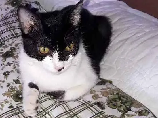 Gato ra a SRD idade 2 a 6 meses nome Kisy