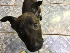 Cachorro raça SDR idade Abaixo de 2 meses nome Pipoca