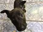 Cachorro raça SDR idade Abaixo de 2 meses nome Pipoca
