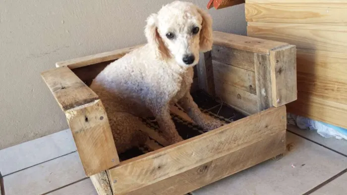 Cachorro ra a POODLE idade 6 ou mais anos nome BABI GRATIFICA