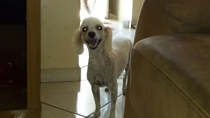 Cachorro ra a POODLE idade 6 ou mais anos nome BABI GRATIFICA