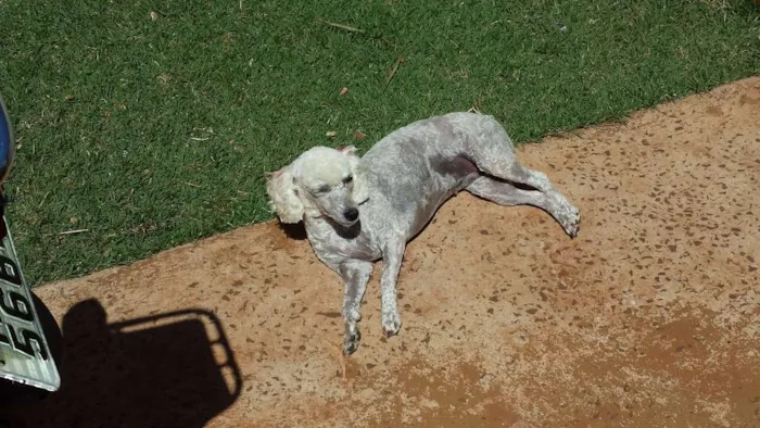 Cachorro ra a POODLE idade 6 ou mais anos nome BABI GRATIFICA