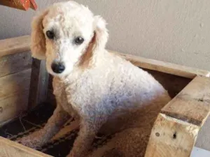 Cachorro raça POODLE idade 6 ou mais anos nome BABI GRATIFICA